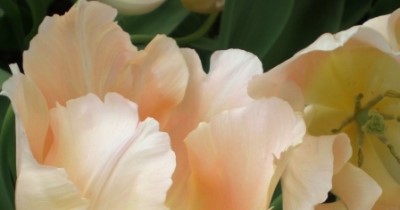 Dutch tulips