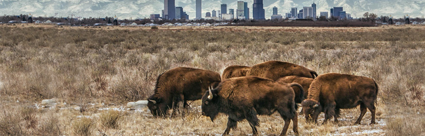 Hans Wastson, "Bison Outside of Denver."  